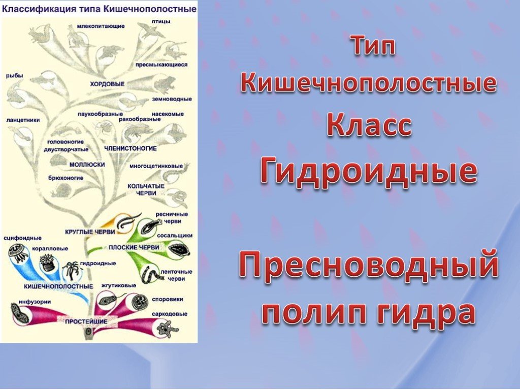 Правильная ссылка онион кракен